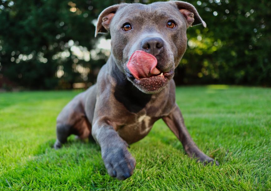 American pit bull terrier dog